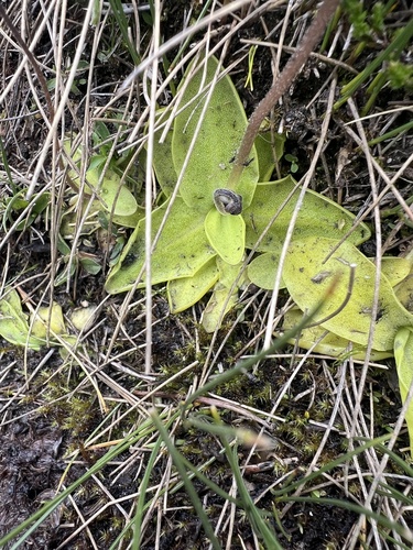 Pinguicula grandiflora