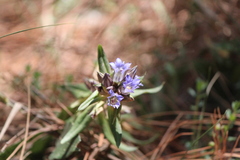 Gentiana spathacea