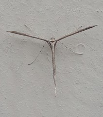 Hellinsia longifrons