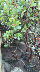 Arctostaphylos crustacea