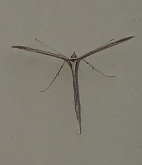 Hellinsia longifrons