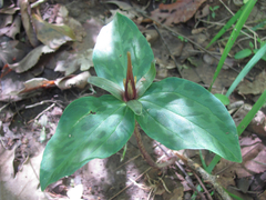 Trillium gracile