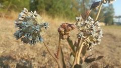 Asclepias glaucescens