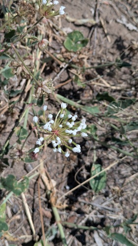 Abronia fragrans, photograph 6