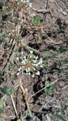 Abronia fragrans, photograph (c) antimatterbee, some rights reserved (CC BY)