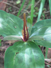 Trillium gracile