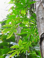 Syngonium angustatum