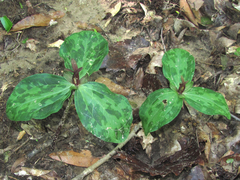 Trillium gracile