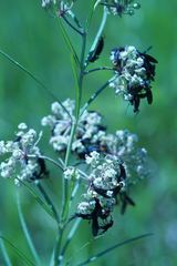 Asclepias linearis