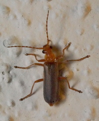Podabrus pruinosus