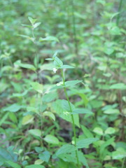 Scutellaria nervosa