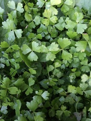 Hydrocotyle tripartita