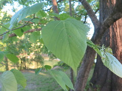 Tilia americana heterophylla