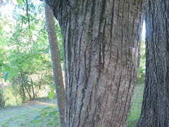 Tilia americana heterophylla