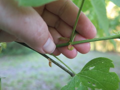 Tilia americana heterophylla