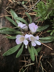 Lewisia