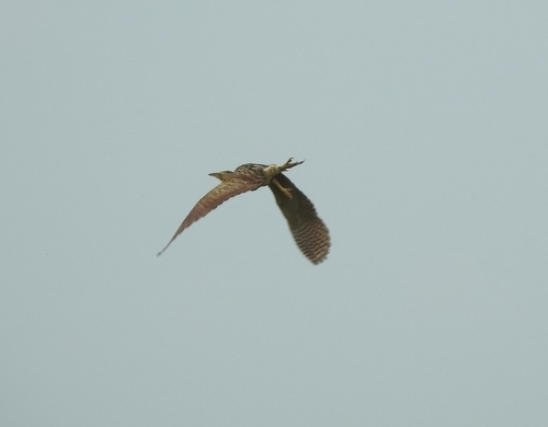iNaturalist image