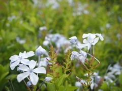 Plumbago auriculata