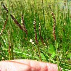 Eleocharis compressa