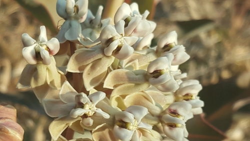 nodding milkweed