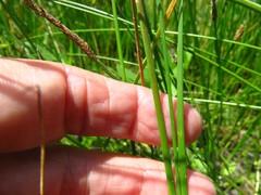 Eleocharis compressa
