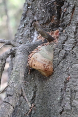 Fomitiporia hartigii