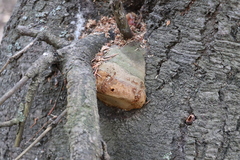 Fomitiporia hartigii