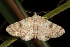 Thallogama corticola