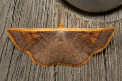 Picromorpha pyrrhopa