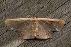Tessarotis rubrata