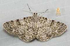 Thallogama corticola