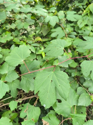 Ampelopsis humulifolia