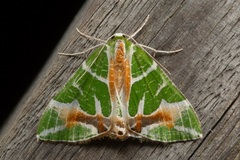 Chlorodes boisduvalaria