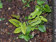 Aristolochia shimadae