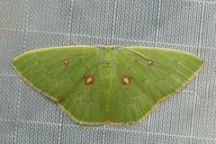 Comostola leucomerata