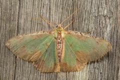 Eucyclodes buprestaria