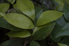 Melicoccus oliviformis