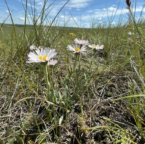 Caespitose Fleabane