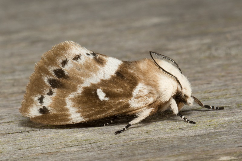 Porela