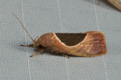 Hoplomorpha abalienella