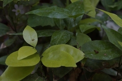 Melicoccus oliviformis