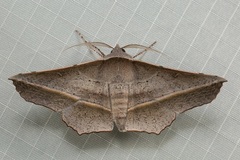 Oenochroma vetustaria