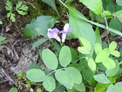 Lathyrus nevadensis