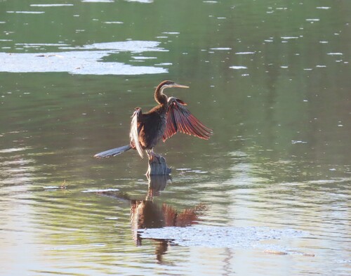 iNaturalist image