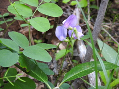 Lathyrus nevadensis