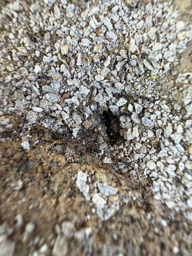 Monomorium ergatogyna
