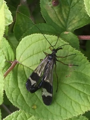 Panorpa japonica