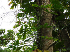 Syngonium angustatum