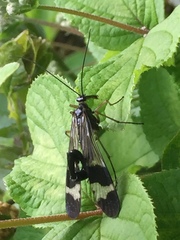 Panorpa japonica
