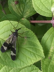 Panorpa japonica